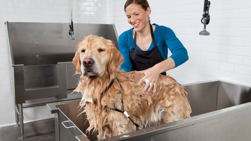 dog bathing