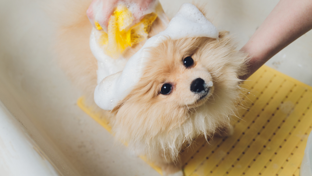 how often should you bathe your dog