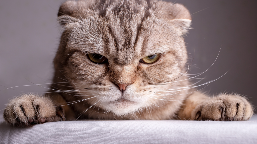 How to tell if your cat is angry