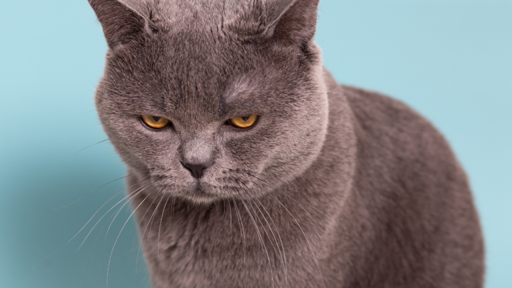 How to tell if your cat is angry 2