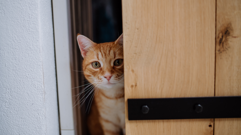 cat door