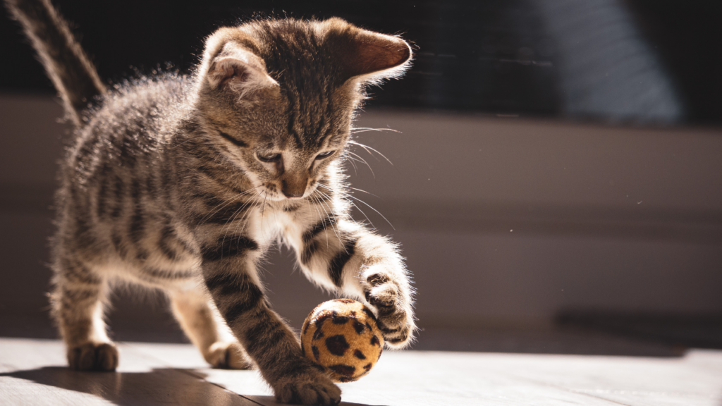 How much exercise does my cat need? Why you need to know the answer